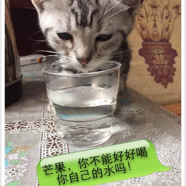 买个假的曼尼托巴省ID蒙大拿州出生证明假的多少钱